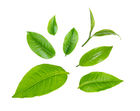 set fresh green tea leaf isolated on transparent png