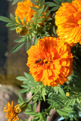 Orange Marigolds with a Honey Bee.