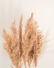 Dried yellowed pampas grass, dried plants. Minimalist background in cottage aesthetic, rustic...