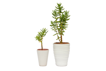 Crassula tetragona succulent plants in white ceramic plants isolated on white background