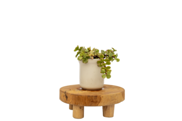 Portulacaria variegated jade plant in ceramic pot on a wood plant stand isolated white background