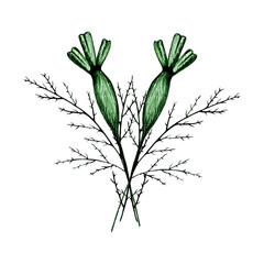 Grreen Hand Drawn Marigold Flower Bud Isolated on White Background. Marigold Flower Drawn by Pencil.