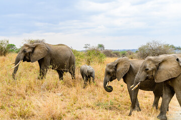 Fototapeta na wymiar Mother and child of African elephant (Loxodonta) at the Tarangire national park, Tanzania. Wildlife photo