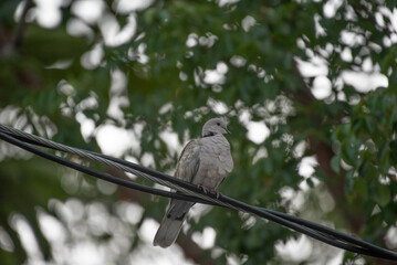 Eurasian Collared Dove