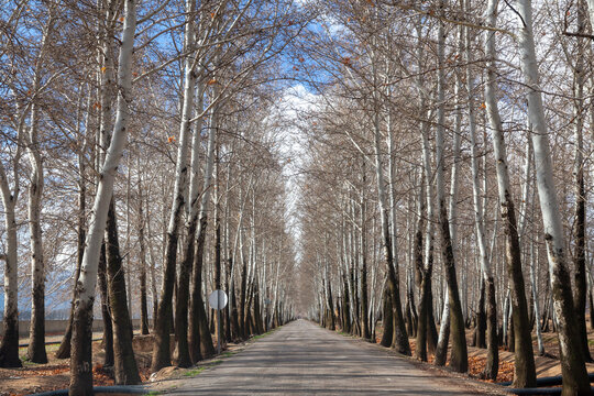 The Road of Platanus Trees, Iran