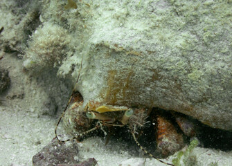 Giant Hermit