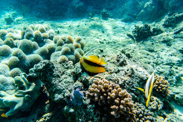 Fototapeta na wymiar Colonies of the corals and Heniochus fish at coral reef in Red sea