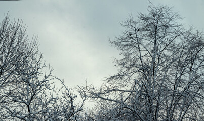 Fototapeta na wymiar Trees with snow. Tree branches covered with snow winter time. Frozen branches concept background
