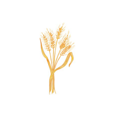 wheat ears isolated on white symbol of Ukraine