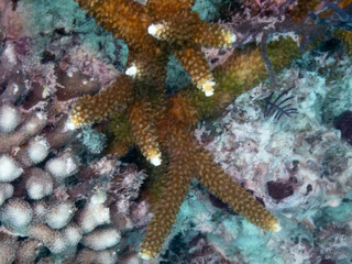 Staghorn Coral