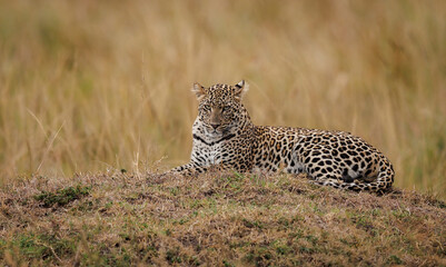 A leopard in the Maasai Mara, Africa 