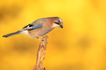 Bird - Eurasian Jay Garullus glandarius on amazing autumn yellow background