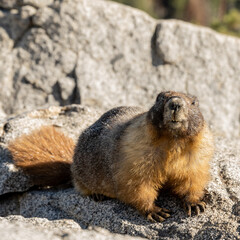 Marmot On Granite Rock Pauses to Look At Camera