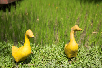 Artificial yellow ducks by paddy rice farm