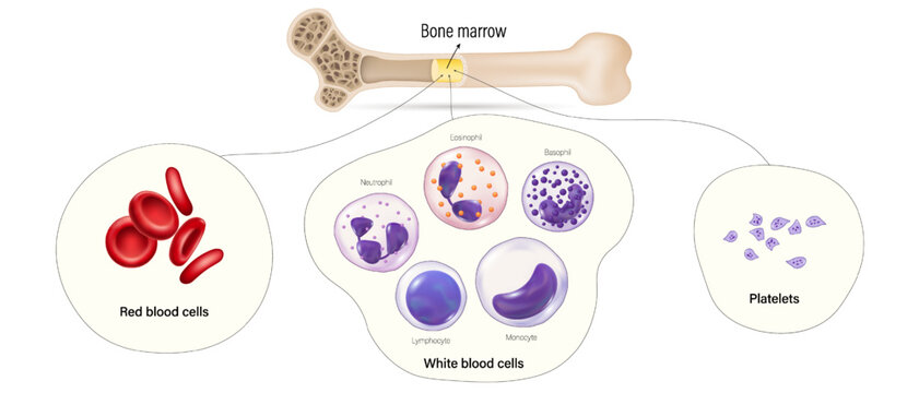 Bone marrow, the source of red blood cells, white blood cells and platelets. Blood cells develop in bone marrow.