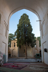 Cedar Tree in Neyriz Mosque, Iran