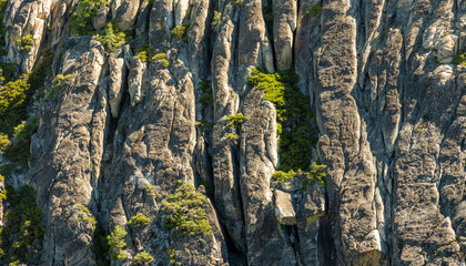 Manzanita Bushes Fill The Cracks Between The Layers of Granite On The Walls of The Canyon In Yosemite
