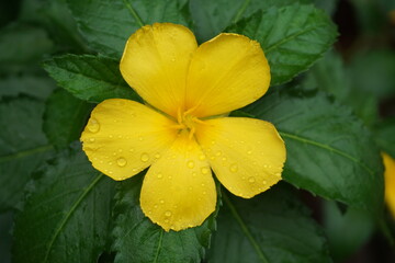 Closeup or macro top view of yellow flower with 5 leaves. Sage Rose/West Indian Holly, Turnera ulmifolia L.