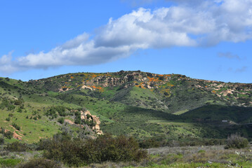 Foothills of Irvine Regional Park in Orange County with California Poppies beginning to bloom.