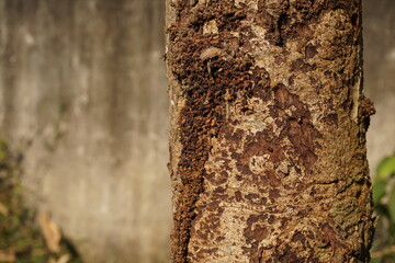 Damaged trunk in wood by bark beetles, background and texture