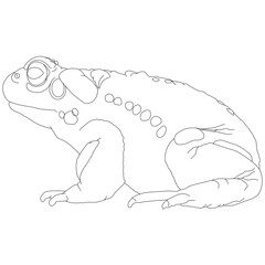 Colorado River Toad of the Colorado River, Bufo alvarius a toad from the Sonoran desert with poisonous toxin hallucinogenic glands frog warty, warts toad tailless, amphibians side view contour lines