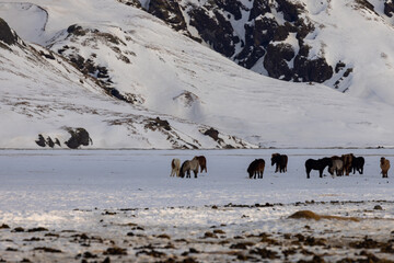 A herd of Icelandic horses stand together in a snowy meadow looking for grass to eat.