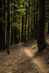 Narrow Trail Cuts Through Thick Pine Forest On Hill Side