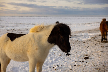 Portrait of a white black Icelandic horse on the snowy field.