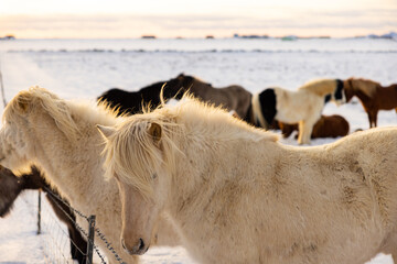 Beautiful Icelandic horses in a snowy meadow in Iceland on a beautiful sunrise.