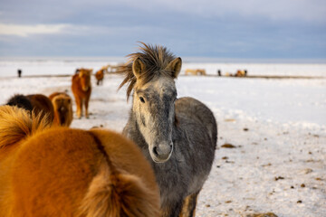 Fototapeta premium A herd of Icelandic horses struggling to forage in the snow in winter.