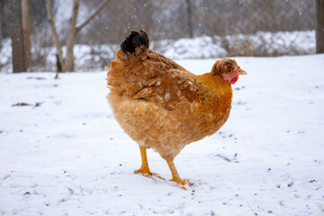 Red hens laying in the snow. Loman Brown.
