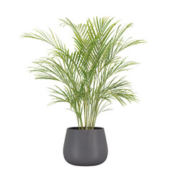 indoor decoration tropical palm plant in pot, isolated on transparent or white background, photoreal 3d render