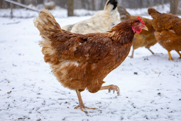 Red hens laying in the snow. Loman Brown.