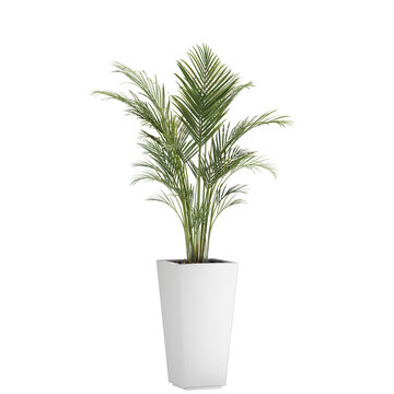 indoor decoration plant in pot, isolated on transparent or white background, photoreal 3d render