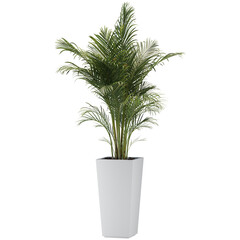 indoor decoration tropical palm plant in pot, isolated on transparent or white background, photoreal 3d render