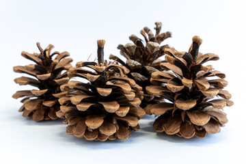 Set of beautiful pine-cone flower shape in Christmas winter. Pine cones pattern isolated on white background. Open fir cone for Christmas decoration.