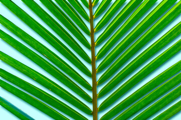 Close-up palm leaves isolated on soft blue background.