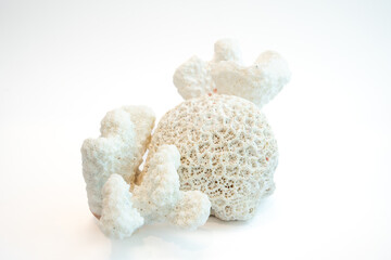 Dried coral isolated on white background. Coral are fragile and sensitive to changes in their...