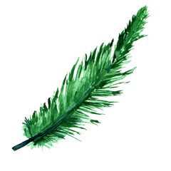 Watercolor carnival green feather, hand drawn, french traditional mardi gras symbol. © Natalia