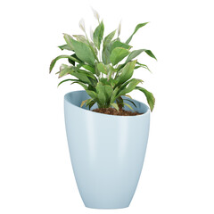 indoor decoration plant in pot, isolated on transparent or white background, photoreal 3d render