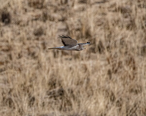A male northern harrier soaring over dune.