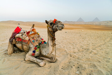 Sahara desert Camel piramids