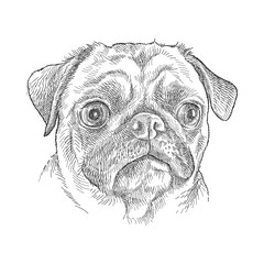 Hand-drawn sketch of cute Pug head in black isolated on white background. 