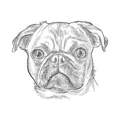Hand drawn sketch of cute Pug head in black isolated on white background.