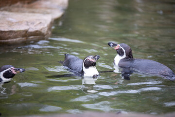 Humboldt's Penguin(s) enjoying a rainy day.
