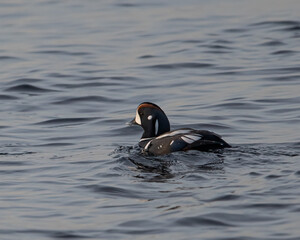 Harlequin duck in the water.