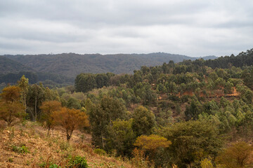 A Jungle Landscape in Tanzania