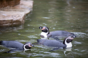Humboldt's Penguin(s) enjoying a rainy day.