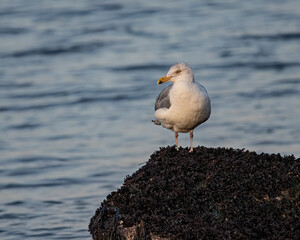 A herring gull on a rock.
