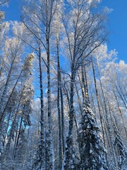 Snow-covered birches and firs, view from below. Russia, Udmurtia